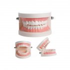 [Indonesia Direct] Dental Denture Model Gums Standard Audlt Teeth Model Medical Teaching Tool Teeth Model