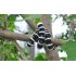 Adjustable Strong Flexible Spider Camera Tripod 