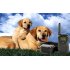 Dog Shock Training Collar with remote control