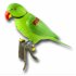 Recordable Parrot Wireless Doorbell