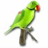 Recordable Parrot Wireless Doorbell