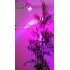 Red Blue LED Hydroponic Light Bulb