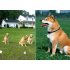 Wired Dog Fencing   Electric Shock Dog Collar