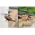 iOS and Android App Controlled RC Helicopter