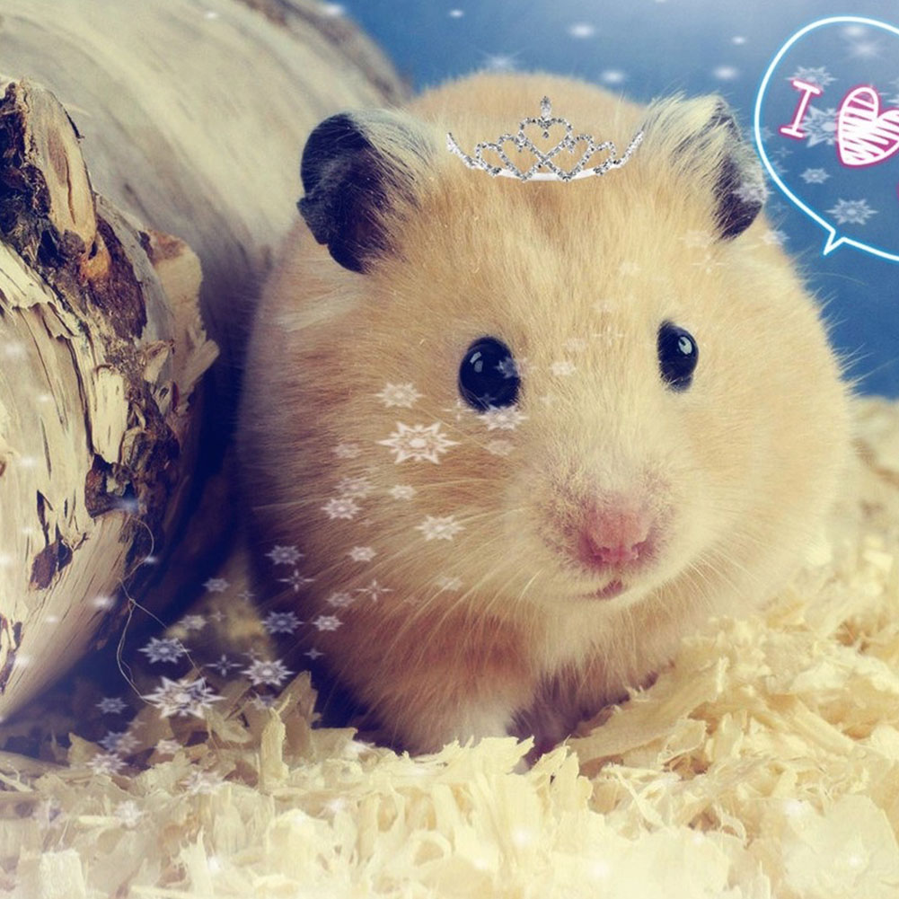 hamster sawdust