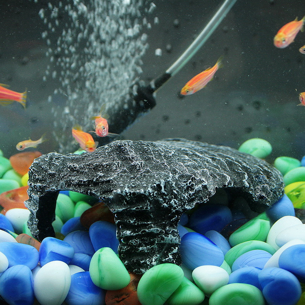 tortoise for fish tank