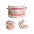  Indonesia Direct  Dental Denture Model Gums Standard Audlt Teeth Model Medical Teaching Tool Teeth Model