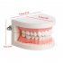  Indonesia Direct  Dental Denture Model Gums Standard Audlt Teeth Model Medical Teaching Tool Teeth Model