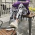  Indonesia Direct  Hip Hop Sport Slacks for Men Women Bound Feet Comic Pattern Ninth Pants Comic pants gray   kN L  within 57 5 kg 