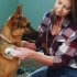 US Direct  Electric Flea Cleaning Comb Lice Remover for Pet Dog Supplies 488
