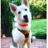  US Direct  Original Truelove Reflective Dog Harness  Adjustable Pet Vest  Comfortable and Soft Mesh Materials  S  Orange  Orange S