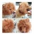  US Direct  Pet Costume Lion Mane Wig with Ears for Dog Cat Halloween Clothes Fancy Dress up L
