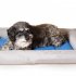  US Direct  Pet Summer Irrigating Cooling Water Bed Cooling Pad Pet Ice Pad Dog Cat Litter With Winter Mattress Gray and blue small
