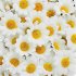 100Pcs 4cm Artificial Flowers White Daisy with Yellow Center for Wedding Party Home Decoration DIY Scrapbook