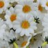 100Pcs 4cm Artificial Flowers White Daisy with Yellow Center for Wedding Party Home Decoration DIY Scrapbook