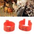 100Pcs Open ended Foot Rings for Chicken Ducks Geese