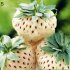 100Pcs Strawberry Seed Fruit Herb Seed for Multi Season