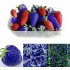 100Pcs Strawberry Seed Fruit Herb Seed for Multi Season