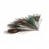 100pcs High Quality Real Natural Peacock Feathers About 10 12 Inches