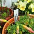 100pcs Plant  Tag Garden Label Plastic Hanging Waterproof Tagging Nursery Pot Marker yellow