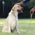 150cm Adjustable Pet Walking Training Leash Wear resistant Reflective Leads Rope For Medium Large Dogs brown leather orange   gray M medium sized dog