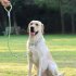 150cm Adjustable Pet Walking Training Leash Wear resistant Reflective Leads Rope For Medium Large Dogs brown leather orange   gray M medium sized dog
