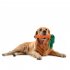2 In 1 Pet Dog Puzzle Toys Bite resistant Tear resistant Carrot Shape Hide Seek Toy For Small Medium Dogs orange