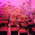 20W 30W 50W LED COB Full Spectrum Grow Light for Indoor Seedlings Wavelength 380 840nm 50W 220V