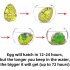 24 Pack  Set Valentines Day Dinosaur Decoration Egg Hatching Card Bulk Funny Dino Valentine Exchange Cards Gifts For Kids DIY Handicraft Lovers 24pcs
