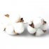 25Pcs Set Natural Cotton Balls Dired Flower Wedding Party Christmas Home Diy Decoration white