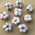 25Pcs Set Natural Cotton Balls Dired Flower Wedding Party Christmas Home Diy Decoration white