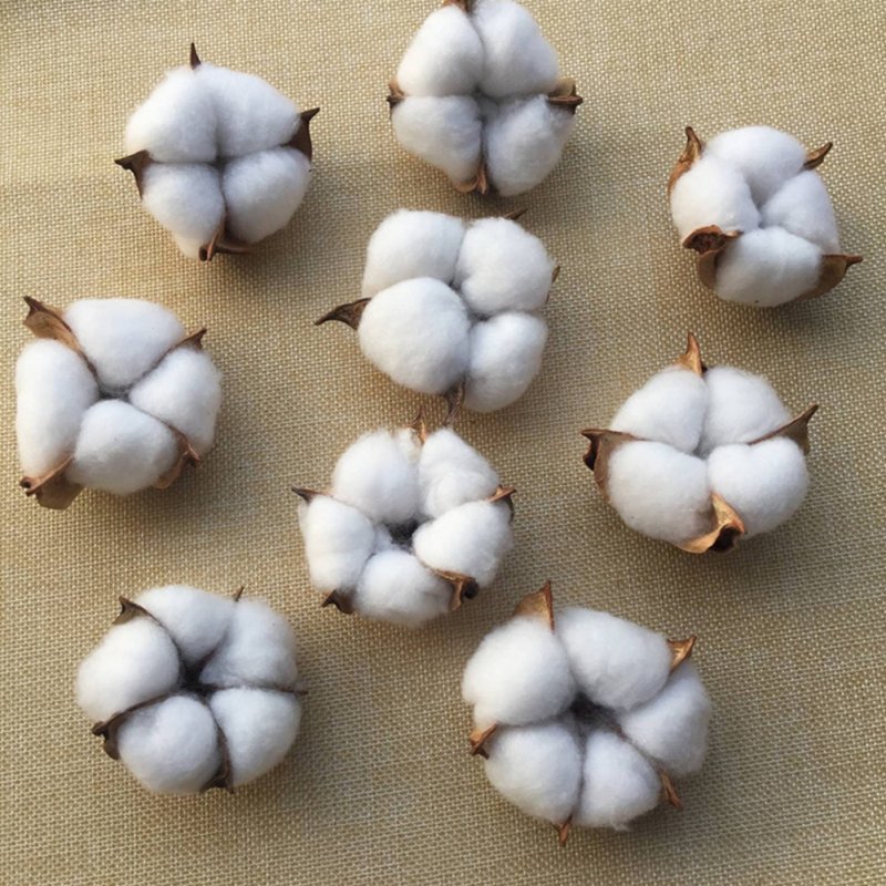 25Pcs/Set Natural Cotton Balls Dired Flower Wedding Party Christmas Home Diy Decoration white