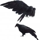 2pcs Realistic Crows Birds Ornaments Handmade Extra Large Black Feathered Crow