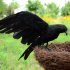 2pcs Realistic Crows Birds Ornaments Handmade Extra Large Black Feathered Crow For Halloween Decorations stand   spread wings