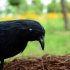 2pcs Realistic Crows Birds Ornaments Handmade Extra Large Black Feathered Crow For Halloween Decorations stand   spread wings