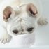 3pcs Dog Face Mask 3 layers Nonwoven Soft Respiratory Filter Anti Dust Mask Pet Accessories Short nose S