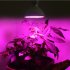400 LED 40W Double head Clip Plant Grow Light with Red   Blue Light for Indoor Hydroponic Vegetable Cultivation Australian regulations