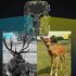 4K HD IR Dual Camera Night Vision Infrared Photo Traps 2MP Starlight Level NIR Sensor H8201