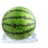 50 Pcs Melon Watermelon Cradles  Plastic Plants Garden Support Protectors For Watermelon Squash Pumpkin Vegetable Support Protective Stands 40lb 50pcs