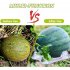 50 Pcs Melon Watermelon Cradles  Plastic Plants Garden Support Protectors For Watermelon Squash Pumpkin Vegetable Support Protective Stands 40lb 50pcs