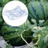 50 Pcs Melon Watermelon Cradles  Plastic Plants Garden Support Protectors For Watermelon Squash Pumpkin Vegetable Support Protective Stands 40lb 50pcs