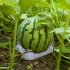 50 Pcs Melon Watermelon Cradles  Plastic Plants Garden Support Protectors For Watermelon Squash Pumpkin Vegetable Support Protective Stands 40lb 50pcs