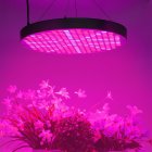 50Watt LED Grow Light comes with a combination of 174 red  68 blue  4 UV  and 4 IR LED lights that help to stimulate your flower s growth  yield  and blooming 