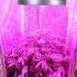 50Watt LED Grow Light comes with a combination of 174 red  68 blue  4 UV  and 4 IR LED lights that help to stimulate your flower s growth  yield  and blooming 