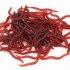 50pcs Red Worms Fishing Lures Artificial Soft Fishing Bait 1 4inches 3 5cm 