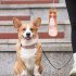 550ml Portable Pet Water  Dispenser Leak proof Dog Water Bottle Folding Transparent Pet Care Cup Accompanying Supplies For Travel blue