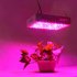 60LED 10W Plant Growth Light Full Spectrum Lamp for Indoor Hydroponic Plant Vegetable Cultivation Horticulture Industrial Seedling Veg Flower Bloom UK plug
