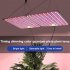 60W LED Quantum Board Plant Grow Light Full Spectrum Dimming Timer Succulents Growing Lights For Indoor Plants EU Plug round plug