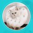 8cm Diameter Pet Elizabethan Collar Waterproof Anti Licking Anti Bite Dog Cone Collar Alternative E Collar For After Surgery strawberry medium size