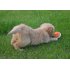 A collection of Durable Rubber Dog Toys for training and entertaining your dog as well as looking after their teeth  